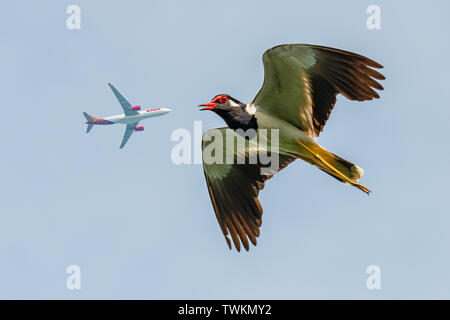 Red-Wattled Lapwing in flight with commercial airplane flying above as background Stock Photo