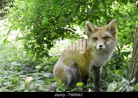 red fox under a tree
