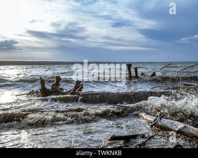 Driftwood in the Ammersee lake after a thunderstorm, Upper Bavaria, Bavaria, Germany, Europe Stock Photo