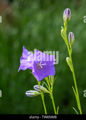 Platycodon, balloon flower or Chinese bellflower (Platycodon grandiflorus), flower, garden plant, Bavaria, Germany, Europe Stock Photo