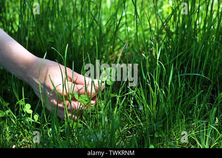 Four-leaf clover, the woman found a four-leaf clover in green grass. Stock Photo