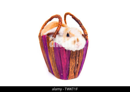 Cute little orange and white color bunny rabbit in wicker basket isolated on white background - animals and pets concept. Stock Photo