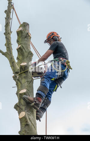 Tree Surgeon or Arborist working on a tree stem Stock Photo