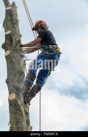 Arborist or tree Surgeon cutting tree stem Stock Photo