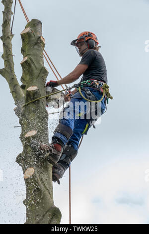 Tree Surgeon or Arborist cutting tree stem Stock Photo