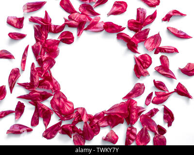Red burgundy peony petals flat lay in round shape. Flower petals with copy space for text or design in center. Isolated on white background. Creative layout made of flowers leaves. Flat lay pattern. Stock Photo