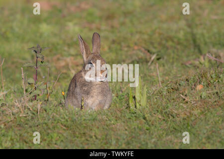 Detailed front view close up of young wild UK rabbit (Oryctolagus cuniculus) sitting isolated in field in sunshine. Cute baby bunny animals. British. Stock Photo