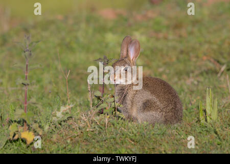 Detailed, close-up side view of a young, wild UK rabbit (Oryctolagus cuniculus) isolated in a field. Cute animal, baby bunny outdoors, up close. Stock Photo