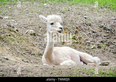 Vicugna Pacos Alpaca Lying on Ground Stock Photo