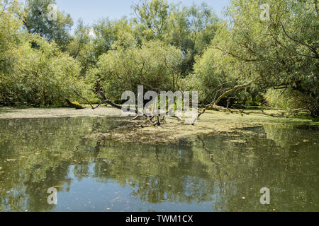 A typical view of the water and vegetation in the Danube delta near Tulcea, Romania Stock Photo