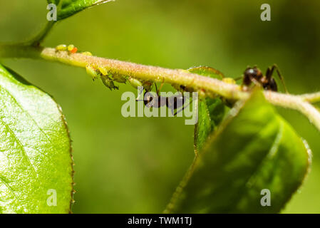 Ants and aphids on a branch Stock Photo