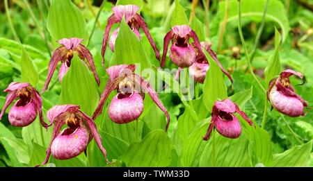 Closeup of the Slipper Orchid. Stock Photo