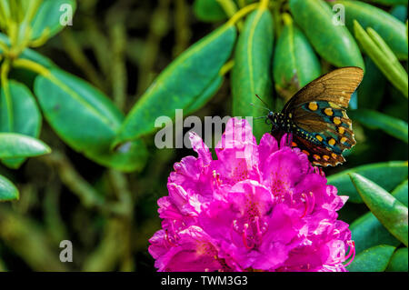 Close up of a Pipevine Swallowtail butterfly on a Catawba Rhododendron on Roan Mountain, Tennessee. Stock Photo