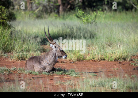 Common Waterbuck male lying down in Kruger National park, South Africa ; Specie Kobus ellipsiprymnus family of Bovidae Stock Photo