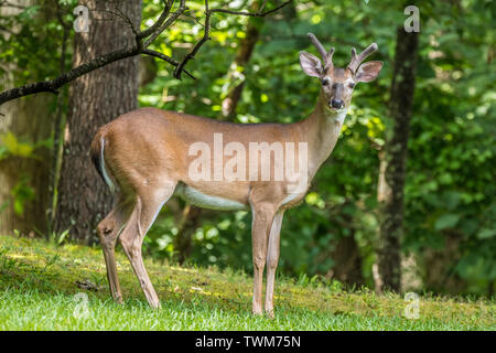 Portrait of Young Whitetail Buck Sticking Tongue Out Stock Photo - Alamy