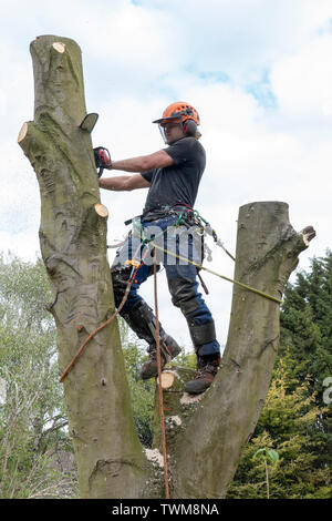 Arborist or tree Surgeon cutting a tall tree stem using a chain saw. Stock Photo