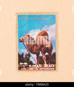 UNITED ARAB EMIRATES - CIRCA 1980: A stamp printed in the UAE shows a camel, circa 1980 Stock Photo
