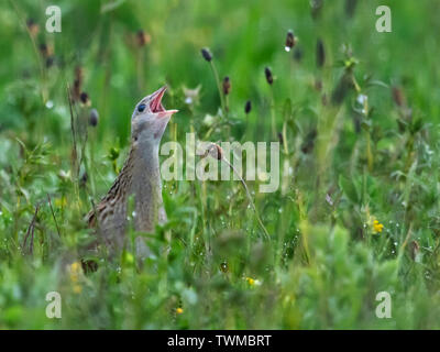 Corncrake (Crex crex) calling, RSPB Balranald, North Uist, Outer Hebrides, Scotland Stock Photo