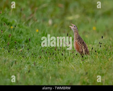 Corncrake (Crex crex) calling, RSPB Balranald, North Uist, Outer Hebrides, Scotland Stock Photo