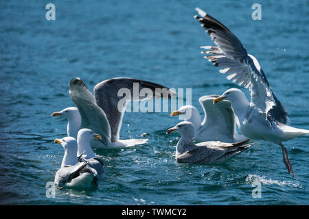 Group of Herring Gulls (Larus argentatus) gathering on surface of sea to feed Stock Photo