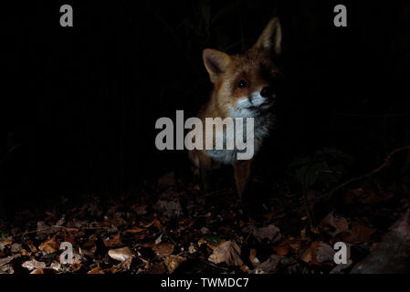 Red Fox Vulpes vulpes in woodland Kent at night Stock Photo