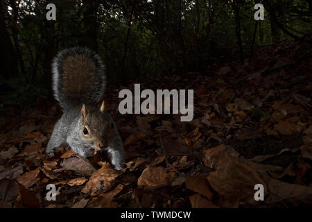 Grey Squirrel Sciurus carolinensis in woodland Kent Stock Photo