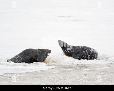 Grey Seal  Halichoerus grypus bulls fighting in surf North Norfolk January Stock Photo
