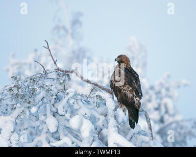 Golden Eagle Aquila chrysaetos northern Finland in mid winter Stock Photo