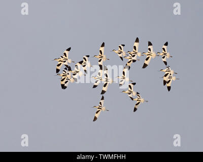 Avocets, Avocetta recurvirostra, wheel over over the scrape at Cley Norfolk Wildlife Trust Reserve in North Norfolk making a beautiful pattern in the Stock Photo