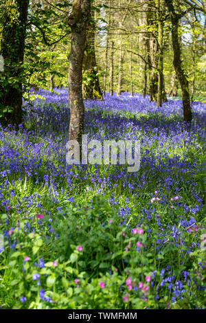 Bluebell wood in Cornwall, England, UK Stock Photo