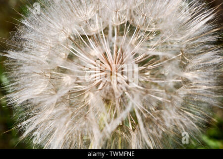 Flower similar to a dandelion - meadow Salsify (common names Jack-in bed-at-noon, meadow salsify, showy goat's-beard or meadow goat's-beard). Tragopog Stock Photo
