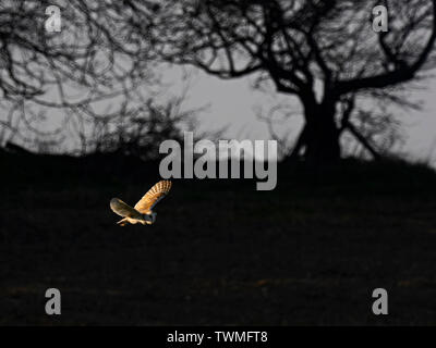 Barn Owl hunts over a meadow close to Holt North Norfolk in warm spring like weather UK Stock Photo