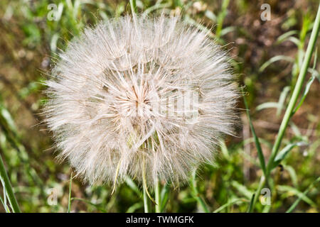 Flower similar to a dandelion - meadow Salsify (common names Jack-in bed-at-noon, meadow salsify, showy goat's-beard or meadow goat's-beard). Tragopog Stock Photo