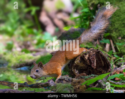 Red Squirrel crawls on a mossy trunk near a pond in forest Stock Photo
