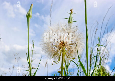 Flower similar to a dandelion - meadow Salsify (common names Jack-in bed-at-noon, meadow salsify, showy goat's-beard or meadow goat's-beard). Tragopog Stock Photo