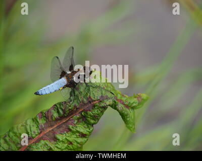 Close-up of a blue Libellula depressa dragon-fly Stock Photo