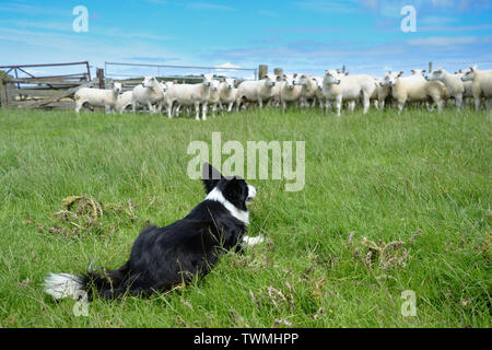 Border collie keeping an eye on a flock of sheep Stock Photo