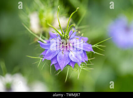 Macro of the lilac flower of a Nigella damascena or also knows as love-in-a-mist, ragged lady or devil in the bush in a garden in Southern England, UK Stock Photo