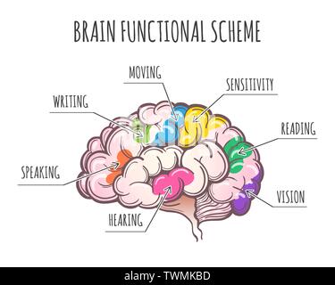 Functional Areas of the Human Brain. Areas assignment in Lateral view of cerebrum. Vector illustration Stock Vector