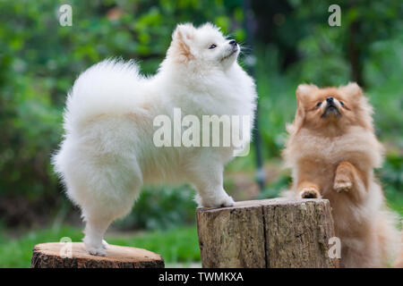 Two puppies Spitz, white and brown playing in the street. Stock Photo