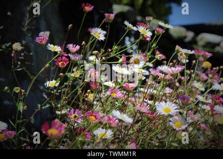 Daisy Flowers in a basket, Godshill, Isle of Wight. Stock Photo