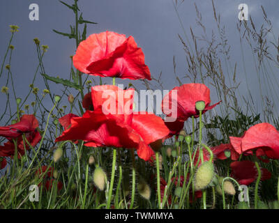 Red poppies shot from a low angle against a dramatic grey sky Stock Photo