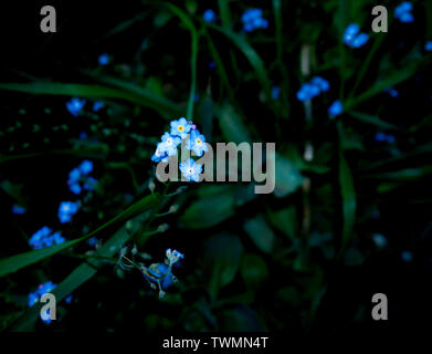 Colour image of blue Forget-me-not (myosotis) flowers and green foliage, shot from above with flash Stock Photo