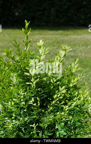 Closeup of buxus bush against green lawn Stock Photo
