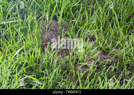 Close up of an anthill in green lawn Stock Photo
