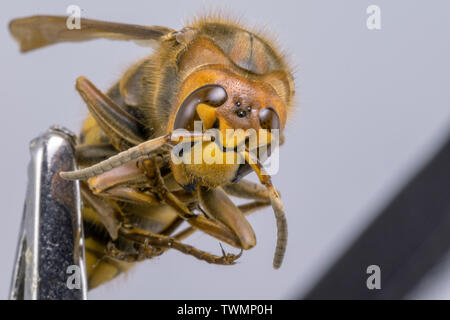 Hornet seen from very close. Dangerous insect on a macro scale with visible anatomical details. Stock Photo