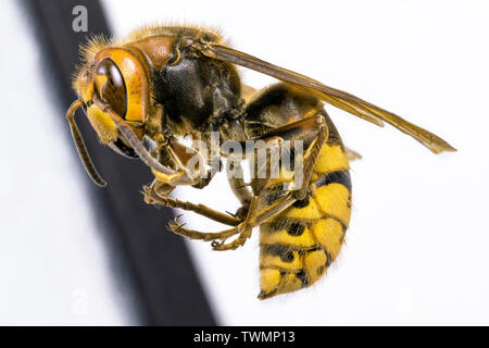 Hornet seen from very close. Dangerous insect on a macro scale with visible anatomical details. Stock Photo