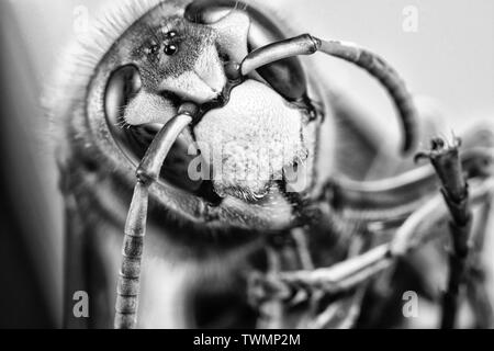 Hornet seen from very close. Dangerous insect on a macro scale with visible anatomical details. Stock Photo