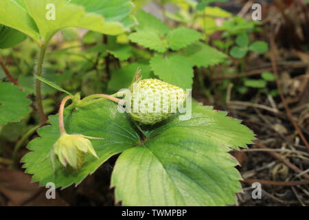 Fragaria Ananassa - Strawbery in green fase Stock Photo
