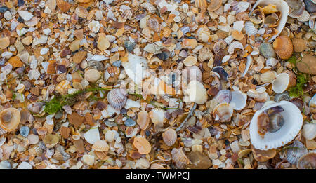 Many colorful shells on the beach. Stock Photo